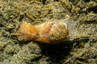 Haminoea vesicula (White Bubble Snail)