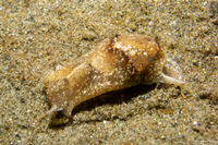 Haminoea vesicula (White Bubble Snail)