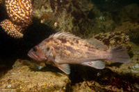 Sebastes auriculatus (Brown Rockfish)