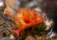 Serpula columbiana (Serpulid Worm)