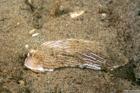 Armina californica (California Armina)