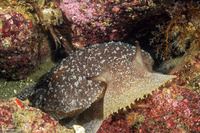 Pleurobranchaea californica (California Sidegill)