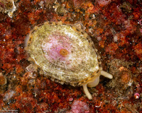 Diodora aspera (Keyhole Limpet)