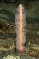 Stylatula elongata (White Sea Pen)