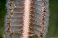 Stylatula elongata (White Sea Pen)