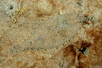 Citharichthys stigmaeus (Speckled Sanddab)