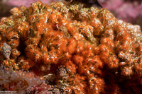 Salmacina tribranchiata (Fragile Tube Worm)