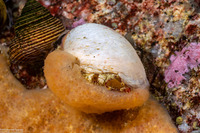 Mytilimeria nuttalli (Sea-Bottle Clam)