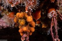 Celleporina robertsoniae (Celleporina Robertsoniae)