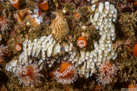 Atrimitra idae (Ida's Miter)