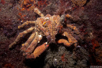 Loxorhynchus crispatus (Masking Crab)