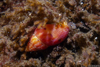 Amphissa versicolor (Variegate Amphissa)