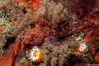 Scorpaenichthys marmoratus (Cabezon)