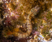 Neoclinus stephensae (Yellowfin Fringehead)