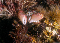 Pachygrapsus crassipes (Lined Shore Crab)