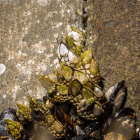 Pollicipes polymerus (Gooseneck Barnacle)