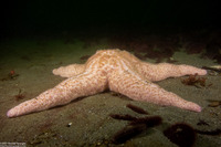 Pisaster brevispinus (Short-Spined Sea Star)