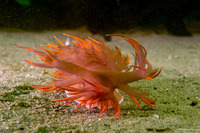 Dendronotus iris (Rainbow Dendronotus)