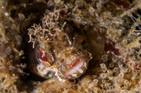 Neoclinus stephensae (Yellowfin Fringehead)