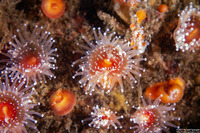 Corynactis californica (Club-Tipped Anemone)