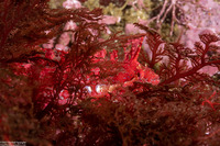 Gibbonsia montereyensis (Crevice Kelpfish)