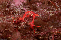 Caprella sp.1 (Skeleton Shrimp)