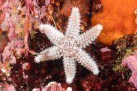 Leptasterias hexactis (Six-Arm Star)