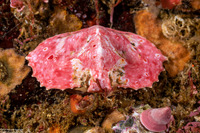 Cryptolithodes sitchensis (Umbrella Crab)