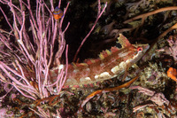 Gibbonsia metzi (Striped Kelpfish)