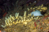 Polymastia pachymastia (Aggregated Nipple Sponge)
