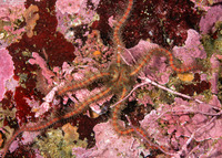 Ophiothrix spiculata (Spiny Brittle Star)