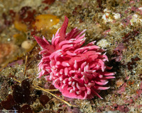 Okenia rosacea (Hopkins' Rose Nudibranch)