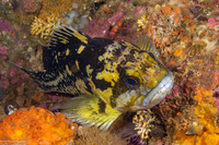 Sebastes chrysomelas (Black-and-Yellow Rockfish)