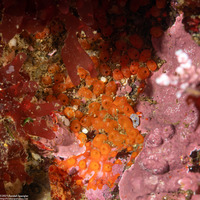 Metandrocarpa taylori (Metandrocarpa Taylori)