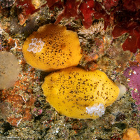 Peltodoris nobilis (Sea Lemon)