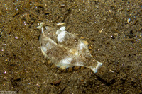 Pleuronichthys coenosus (C-O Sole)