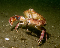 Cancer productus (Red Rock Crab)