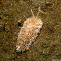Aeolidia loui (Shag-Rug Aeolid)