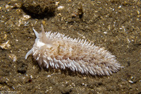 Aeolidia loui (Shag-Rug Aeolid)