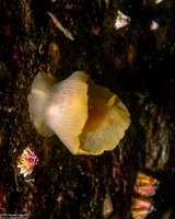 Doriopsilla fulva (White-Speckled Dorid)
