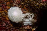 Berthella chacei (White Berthella)