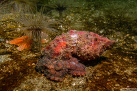 Octopus rubescens (Red Octopus)