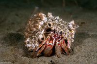 Pagurus armatus (Blackeyed Hermit Crab)
