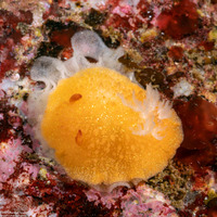 Acanthodoris lutea (Yellow Horned Dorid)