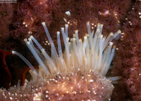 Pisaster ochraceus (Ochre Star)