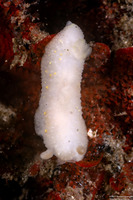 Cadlina modesta (Modest Cadlina)