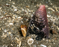 Neoclinus uninotatus (Onespot Fringehead)