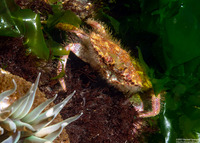 Romaleon antennarium (Pacific Rock Crab)