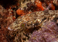 Ophiodon elongatus (Lingcod)
