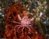 Pugettia richii (Cryptic Kelp Crab)